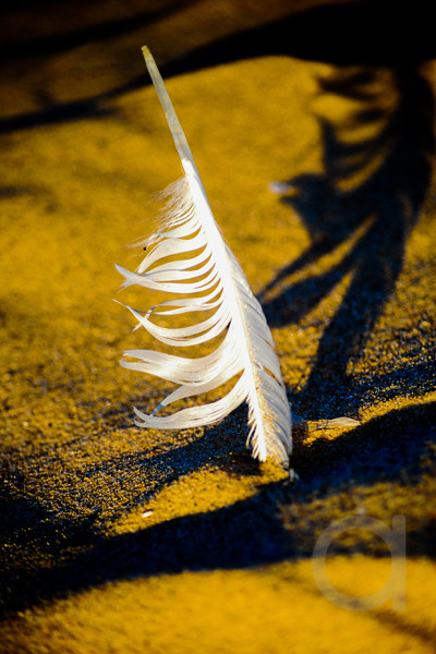 Beach Feather