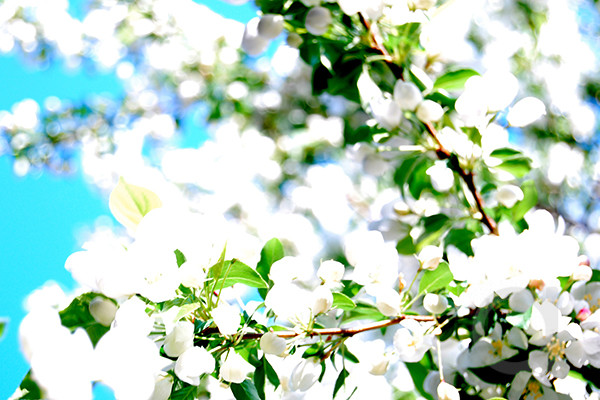 White Flowers in the Summer