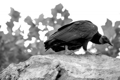 Perched Bird