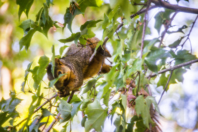 Squirrel On a Branch