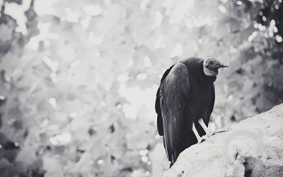 The Art of Black & White