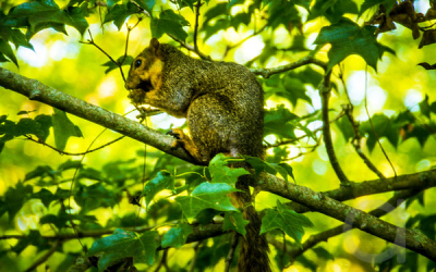 Small Mammal World