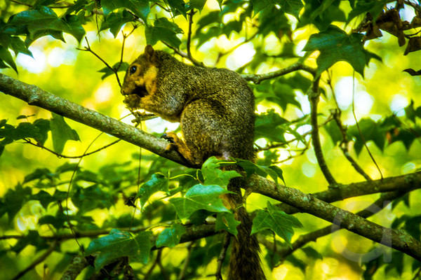 Squirrel On a branch
