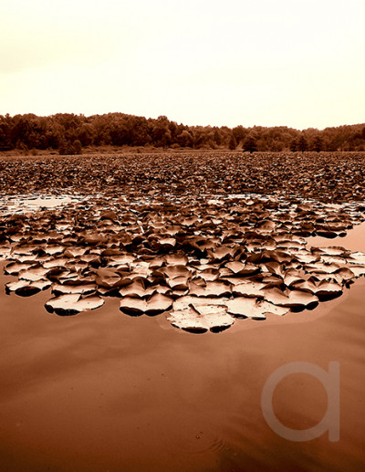 Lily Pads on the Lake