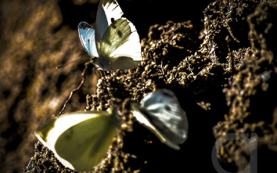 Protected: Weekly Schedule