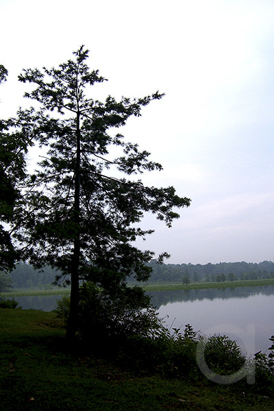 Lake Pine Tree
