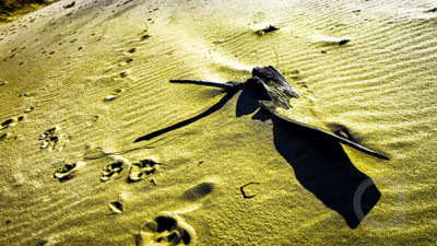Sand Tracks and Beached Wood