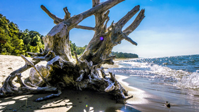 Beached Tree Trunk