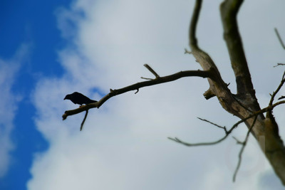 A Perched Crow on a Barren Branch