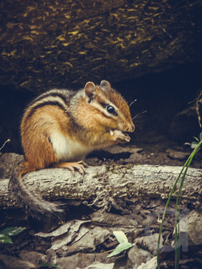 A Chipmunk Sits Under A Rock